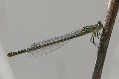 Agrion porte-coupe