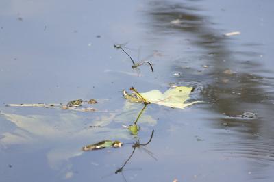 Agrion à larges pattes