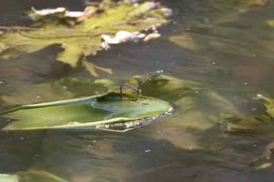 Agrion à larges pattes