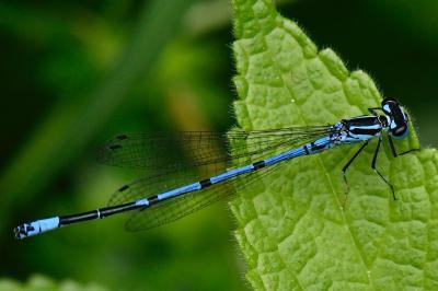 Agrion jouvencelle
