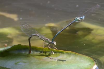 Agrion à larges pattes