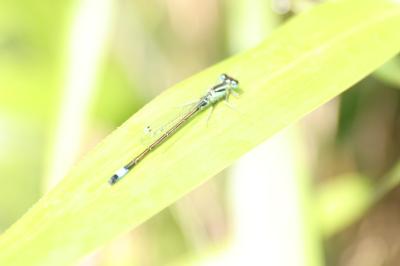 Agrion élégant