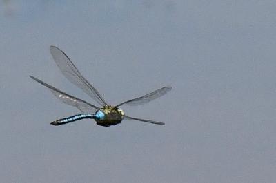 Anax empereur 