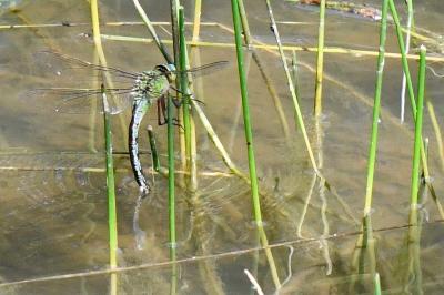 Anax empereur 