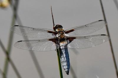 Libellule déprimée 