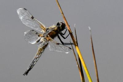 Libellule quadrimaculée 