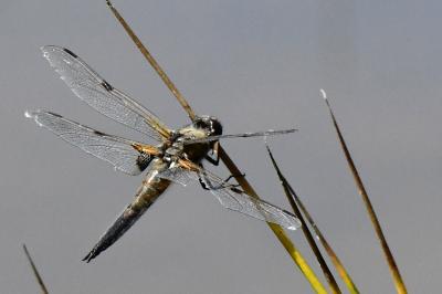 Libellule quadrimaculée 