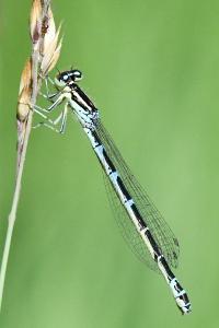 Agrion jouvencelle