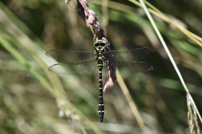 Cordulegaster boltonii