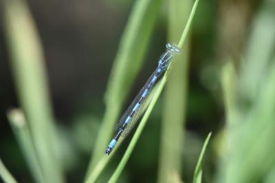 Agrion de Mercure