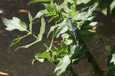 Agrion de Vander Linden