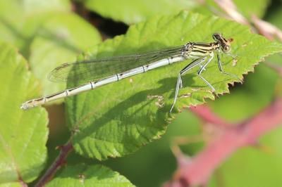 Agrion à larges pattes