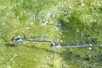 Naïade au corps vert 