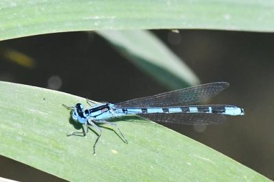 Agrion porte-coupe