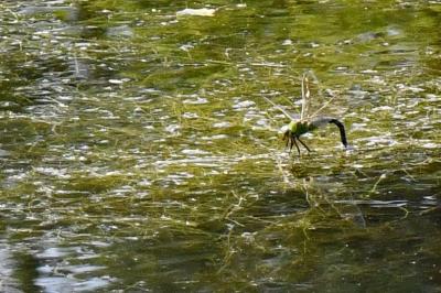 Anax empereur 