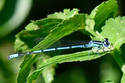 Agrion jouvencelle