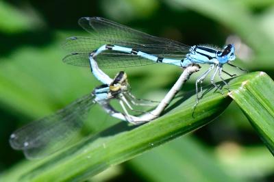 Agrion porte-coupe