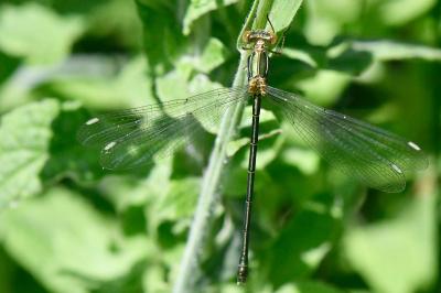 Leste vert