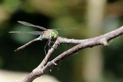 Anax napolitain 