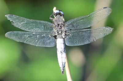 Libellule fauve 
