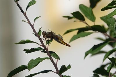 Libellule déprimée 