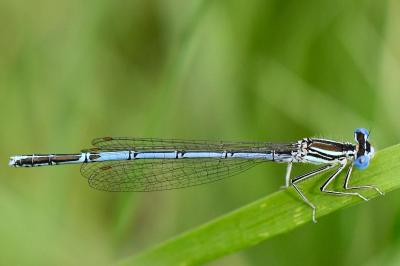 Agrion à larges pattes