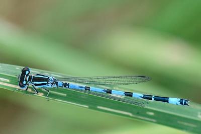 Agrion de Mercure