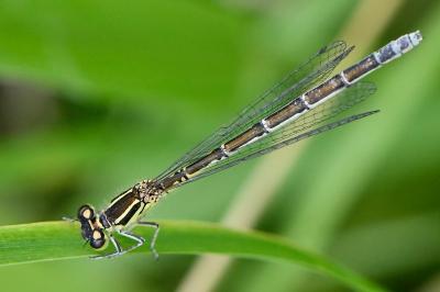 Agrion jouvencelle