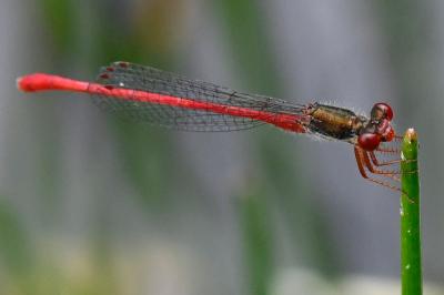 Agrion délicat