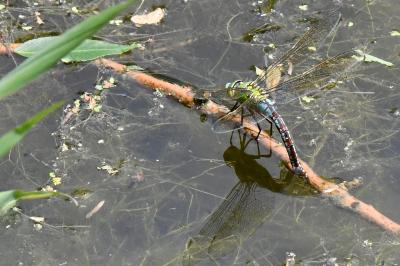 Anax empereur 