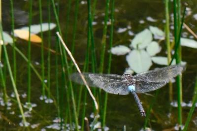 Anax napolitain 