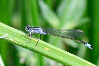 Agrion élégant