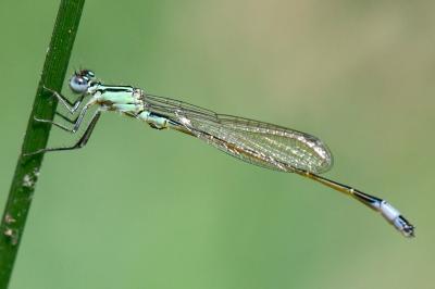 Agrion élégant
