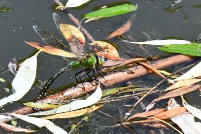 Anax empereur 