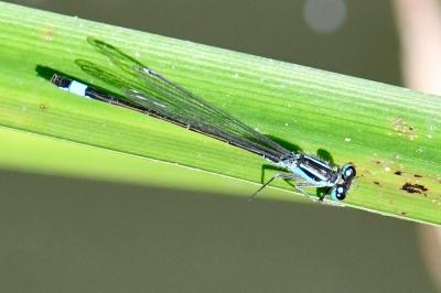Agrion élégant