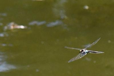Anax napolitain 