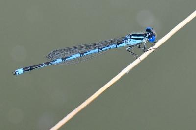 Agrion de Vander Linden