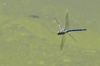 Anax empereur 