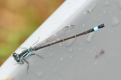 Agrion élégant