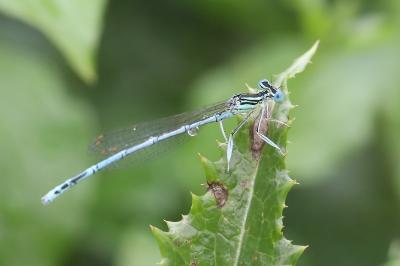 Agrion à larges pattes