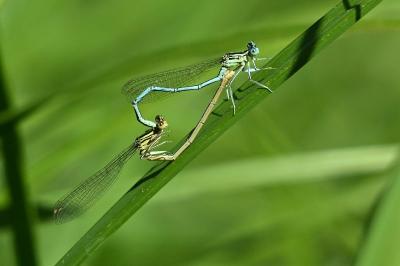 Agrion à larges pattes