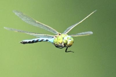 Anax empereur 