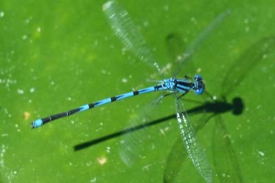 Agrion de Vander Linden
