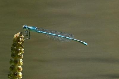 Agrion de Vander Linden