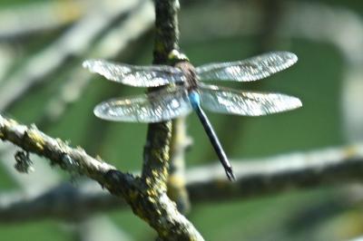 Anax napolitain 