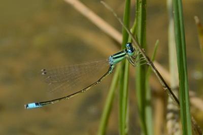 Agrion nain 