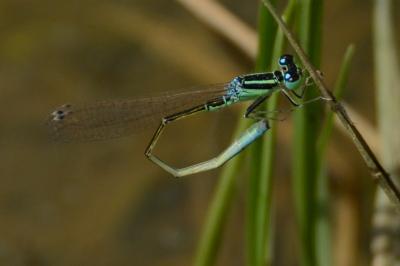 Agrion nain 