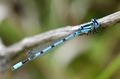 Agrion porte-coupe