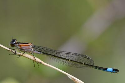 Agrion élégant