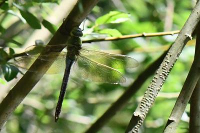 Anax empereur 